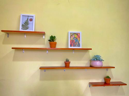 a wall with shelves with potted plants on them at HeniSi Homestay Măng Đen Villa in Kon Von Kla
