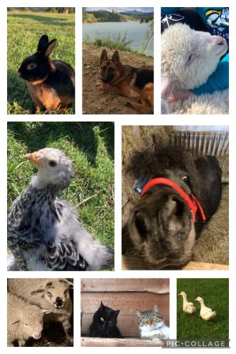 a collage of pictures of animals and a cat at Ciche Pole in Maniowy