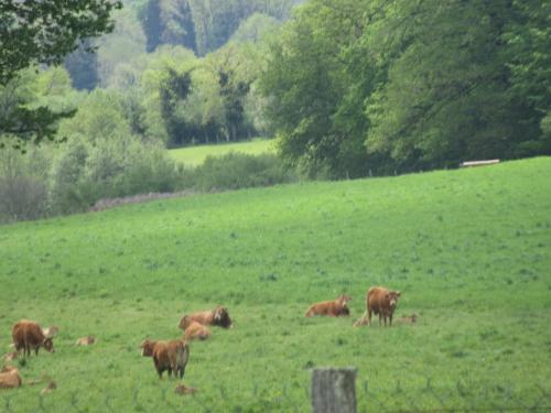 a herd of cows grazing in a grassy field at Gîte du bois de la Minette in Benayes