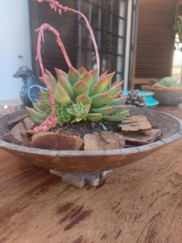 een sappige plant in een kom op een tafel bij CASA 19 in Albufeira