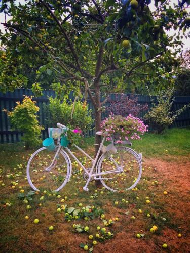 a white bike parked under a tree with flowers at Altes Pfarrhaus Gondershausen in Gondershausen