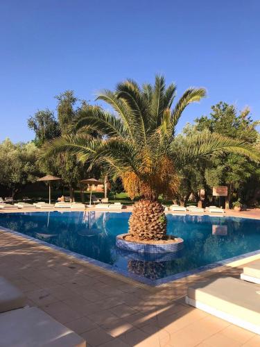 a palm tree in front of a swimming pool at La Maison Des Oliviers in Marrakesh