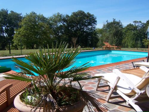 - une piscine avec 2 chaises et un palmier dans l'établissement Domaine de Las Planques, à Vaudreuille