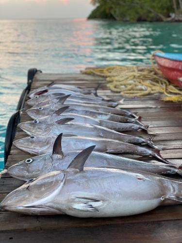 a row of fish on a dock in the water at RISING SUN BEACH VIEW in Thinadhoo