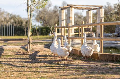 a group of white birds standing next to a fence at Relais Borgo Segine in Melendugno