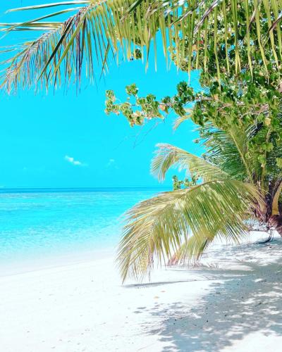 a palm tree on a beach with the ocean at RISING SUN BEACH VIEW in Thinadhoo