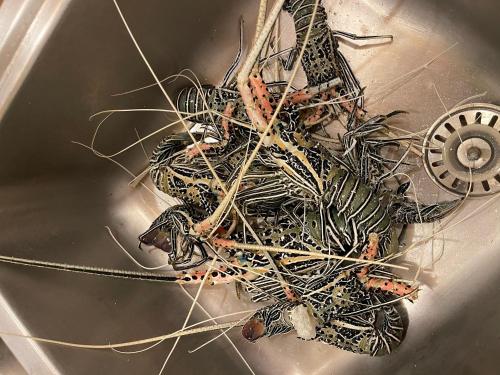 a sink filled with lots of tangledabling at RISING SUN BEACH VIEW in Thinadhoo