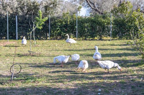 a group of white birds standing in the grass at Relais Borgo Segine in Melendugno