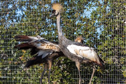 two birds standing in front of a fence at Relais Borgo Segine in Melendugno