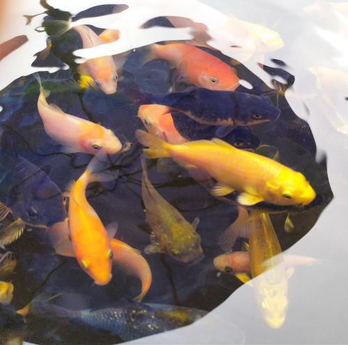 a group of fish swimming in a pond at B&B Luna Blu in Carbonia