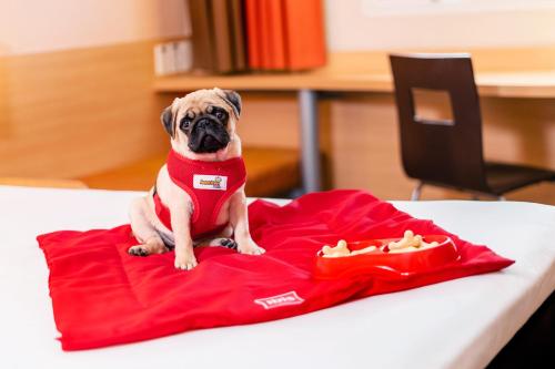a pug dog sitting on a red blanket on a table at ibis Sao Paulo Interlagos in Sao Paulo