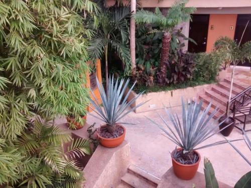 two palm trees in pots sitting next to a building at Hotel San Luis Lindavista in Culiacán