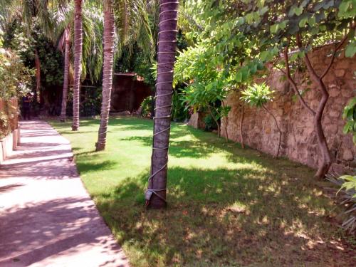 a row of palm trees next to a sidewalk at Hotel San Luis Lindavista in Culiacán