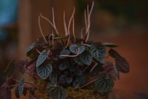a plant with green and red leaves in a pot at Hotel Ferrugem Eco Village in Garopaba