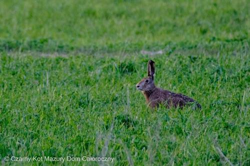 a rabbit sitting in a field of grass at Czarny Kot Mazury Dom Całoroczny in Małkinie