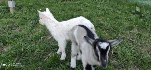two baby goats standing in a field of grass at K85 Komańcza Baza Noclegowa Wypadowa Bieszczady Beskid Niski in Komańcza