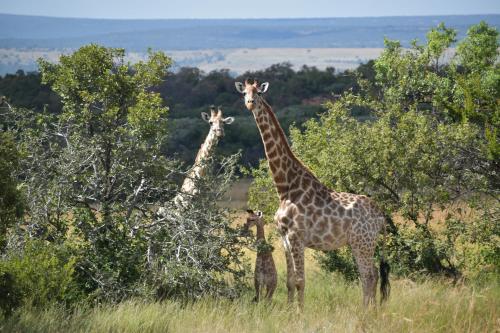 a group of giraffes standing in a field at Moletani Game Ranch in Kareefontein