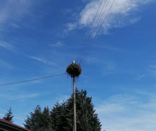 ein Vogelnest auf einem Telefonmast in der Unterkunft Schwarzwald Appartement in Steinen