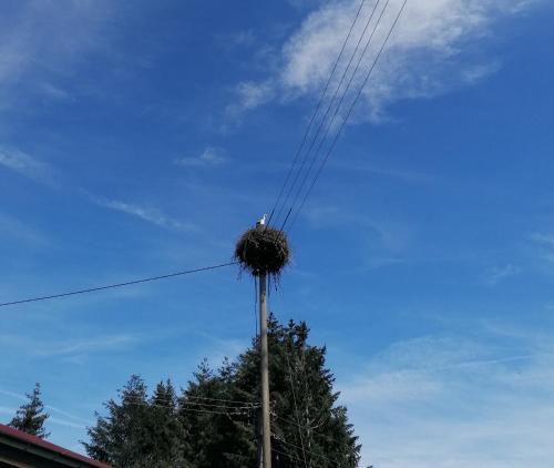 un nido di uccelli in cima a un palo del telefono di Schwarzwald Appartement a Steinen