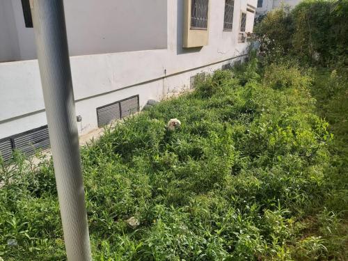 a dog sitting in the grass next to a building at Ideal Appart Ain Zaghouan Tunis in El Aouina