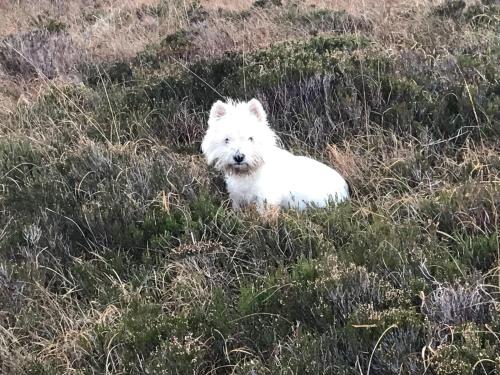 a white dog sitting in a field of grass at Mo-Dhachaidh B&B in Poolewe