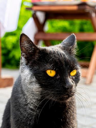 a black cat with yellow eyes sitting on a patio at Comfort Stay Athens Airport Hotel - FREE shuttle from and to the airport in Spáta