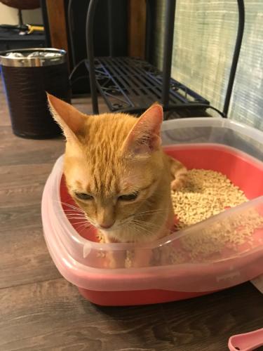 an orange cat sitting in a bowl of food at Aria 2 Home (With Elevator) in Hualien City