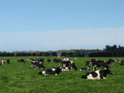 a herd of cows grazing in a field of grass at Abisko Lodge in Methven