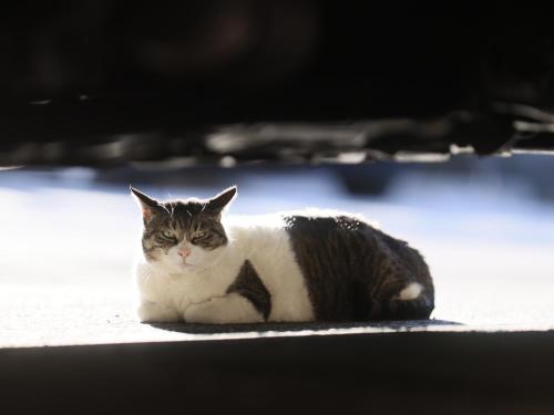 a gray and white cat laying on the ground at Jizaiso in Nasu