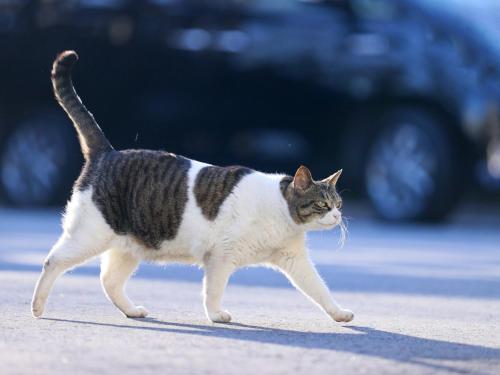 a cat walking on a street with a car in the background at Jizaiso in Nasu