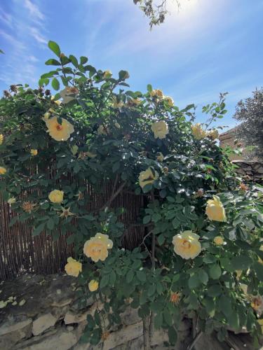 Ein Garten an der Unterkunft Suite privee Tavel - Le Mas de l Acacia