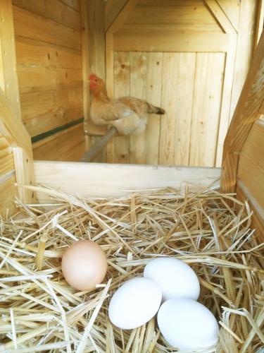 a chicken and eggs in a wooden nest at "La Casa degli ulivi Art B&B" in Trecastelli