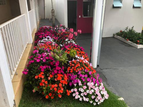 a bunch of flowers in a flower bed outside a building at Pousada Xero in Capitólio