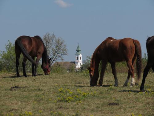 three horses grazing in a field with a building in the background at TITI House in Bakonykoppány