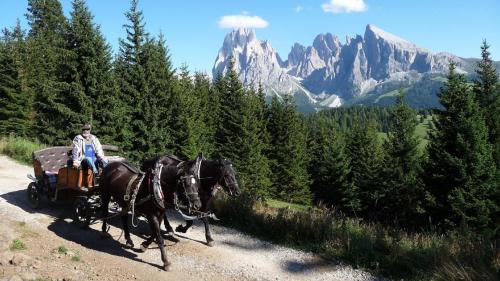Un uomo che cavalca una carrozza trainata da cavalli in montagna di Residence Villa Stella a Ortisei