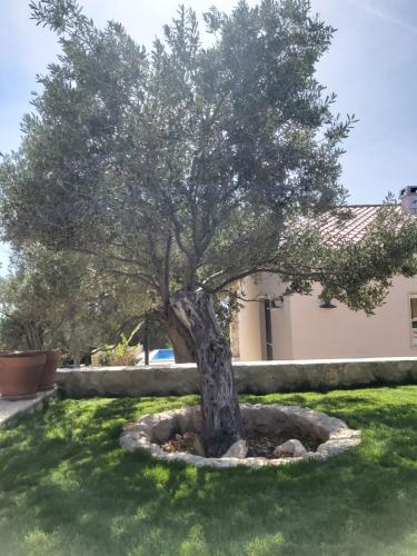 Κήπος έξω από το Villa Paula