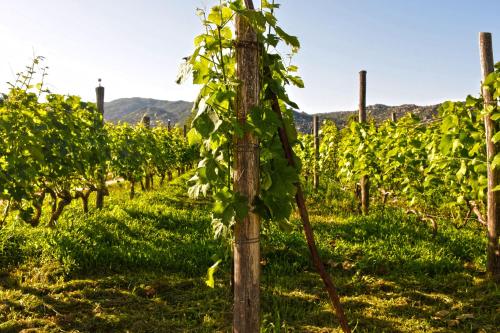 a vineyard with a bunch of grapes on a pole at Ktima Mimoza in Sikia
