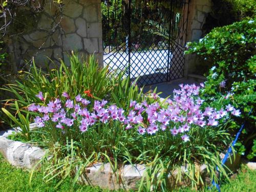 a bunch of purple flowers in a garden at Casa Gatos in Akumal