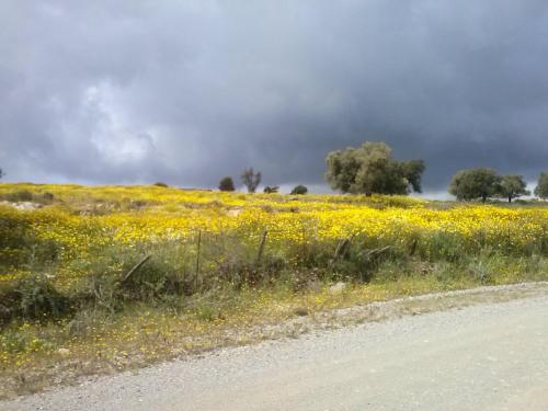 a field of yellow flowers on the side of a road at Villa Costas - Popi in Sívas