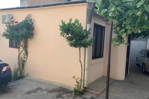 a small tree in front of a house with a building at Private House , in the middle of the city, in 10 min. To Fabrika in Tbilisi City