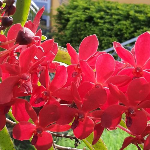 a group of red flowers in a garden at Le Palmier de la Paix in Le Tampon