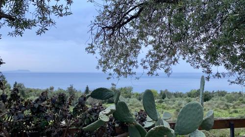 a large group of cacti in a field with trees at Olives Terrace B2A5 Apartment in Dhërmi