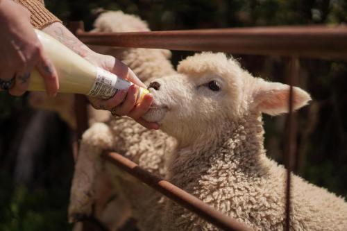 a person feeding a sheep with a feeding bottle at Rumwold by Bloom Stays in Ashford