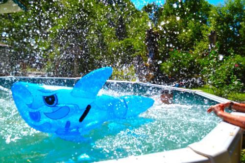 a blue dog in the water in a pool at Gite Esmeralda in Biert