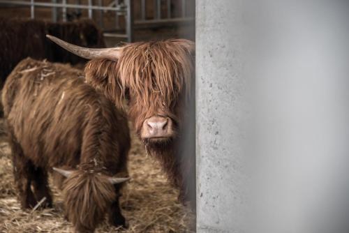 a brown cow standing next to a wall at Archehof Hochzirm Lodge Anton in Campo Tures
