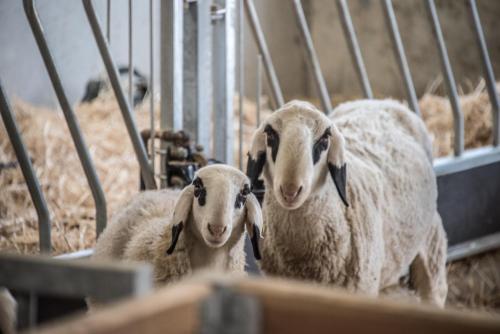 two sheep standing next to each other in a pen at Archehof Hochzirm Lodge Franz in Campo Tures