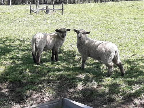 two sheep standing next to each other in a field at Estancia Renacimiento in Atlántida
