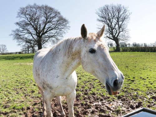 a white horse is standing in a field at The Cider House in Leominster