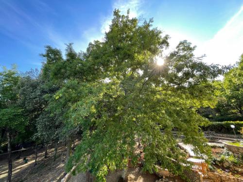 a tree in a park with the sun behind it at Villa Lilia by Let in Siena