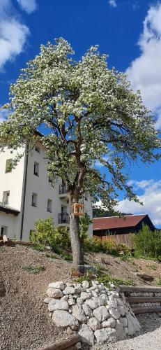 a tree in front of a building with a sign on it at B&B SognoInCadore in Domegge di Cadore